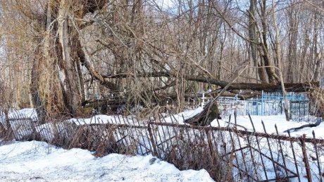 На Мироносицком кладбище деревья обрушились на могилы