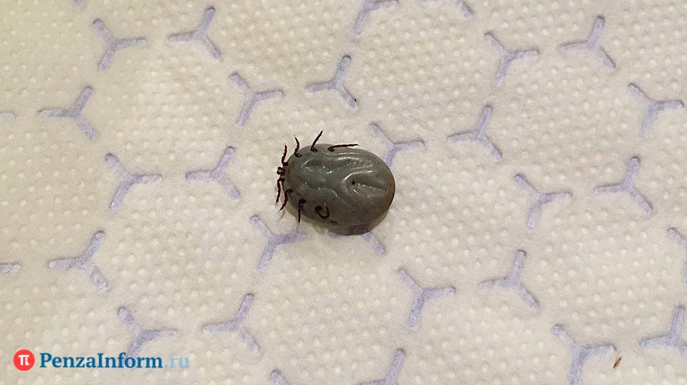 В Пензенской области зарегистрирован первый пострадавший от клеща
