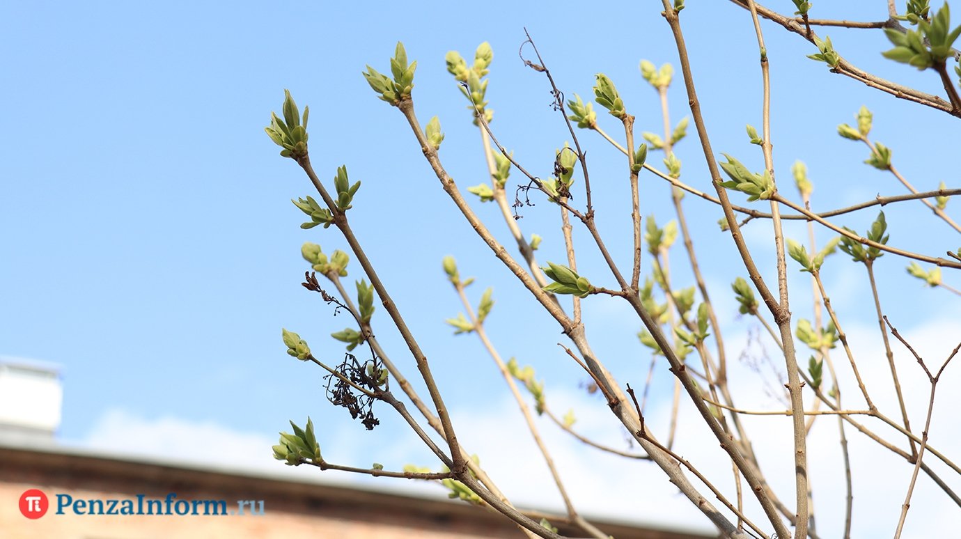 Россию накрыло аномальное тепло