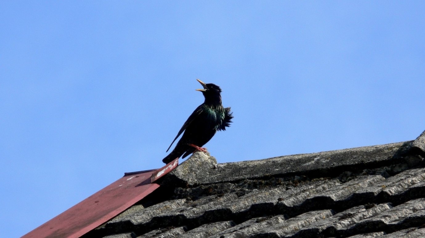 1 апреля посмеемся от души и отметим День птиц