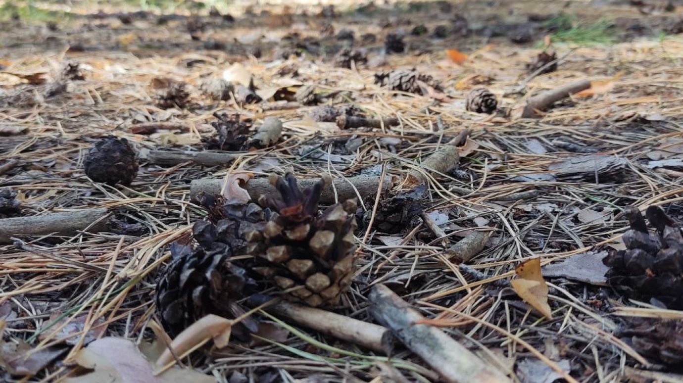 Как на даче могут пригодиться сосновые шишки?