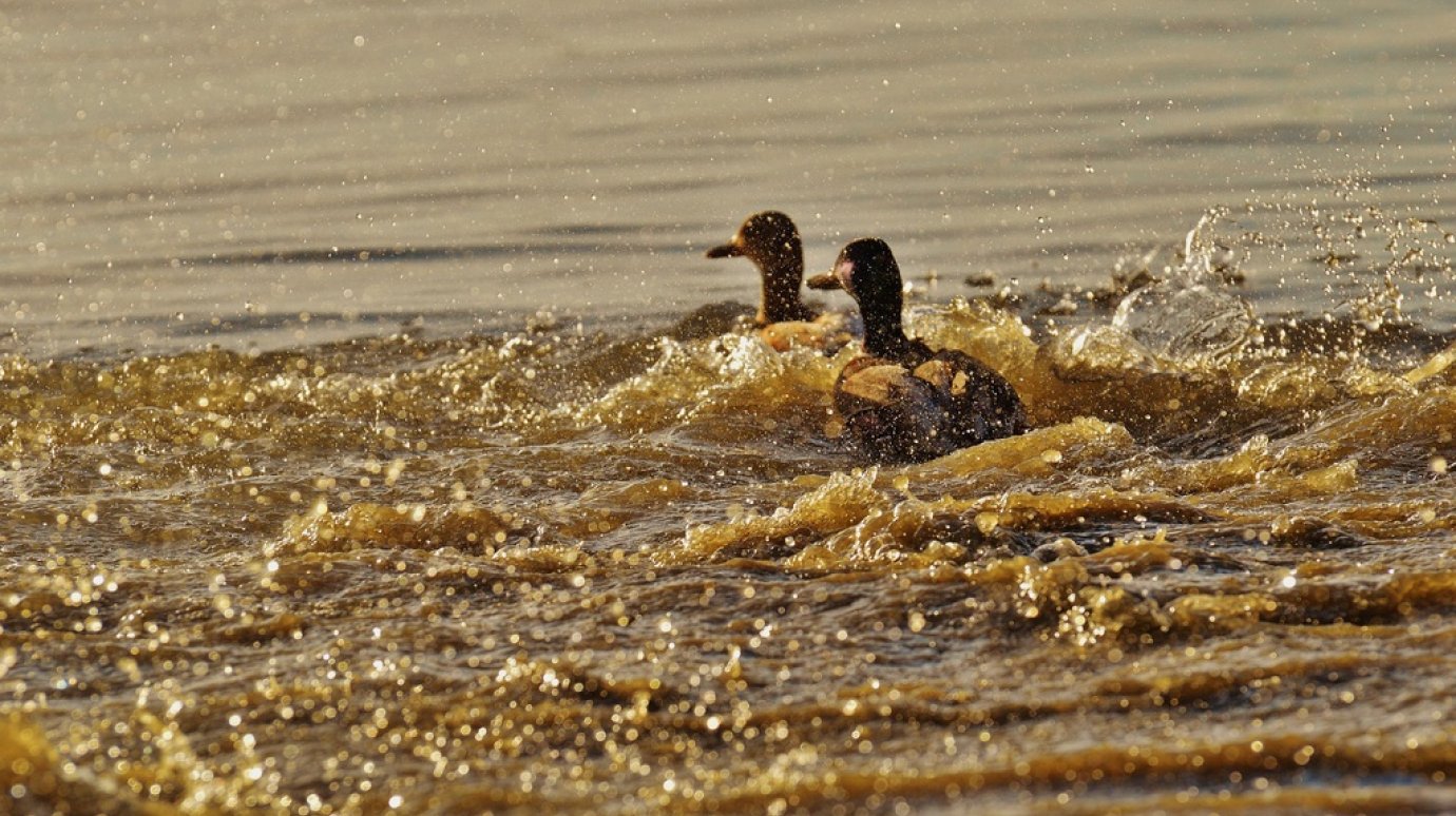 С 4 апреля в Пензенской области стартует весенняя охота