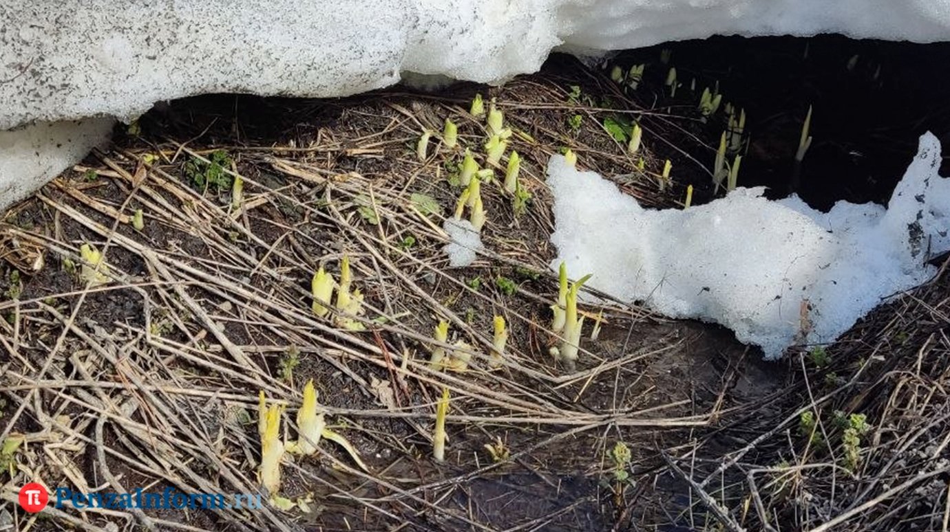 В выходные погода в Пензенской области будет переменчивой