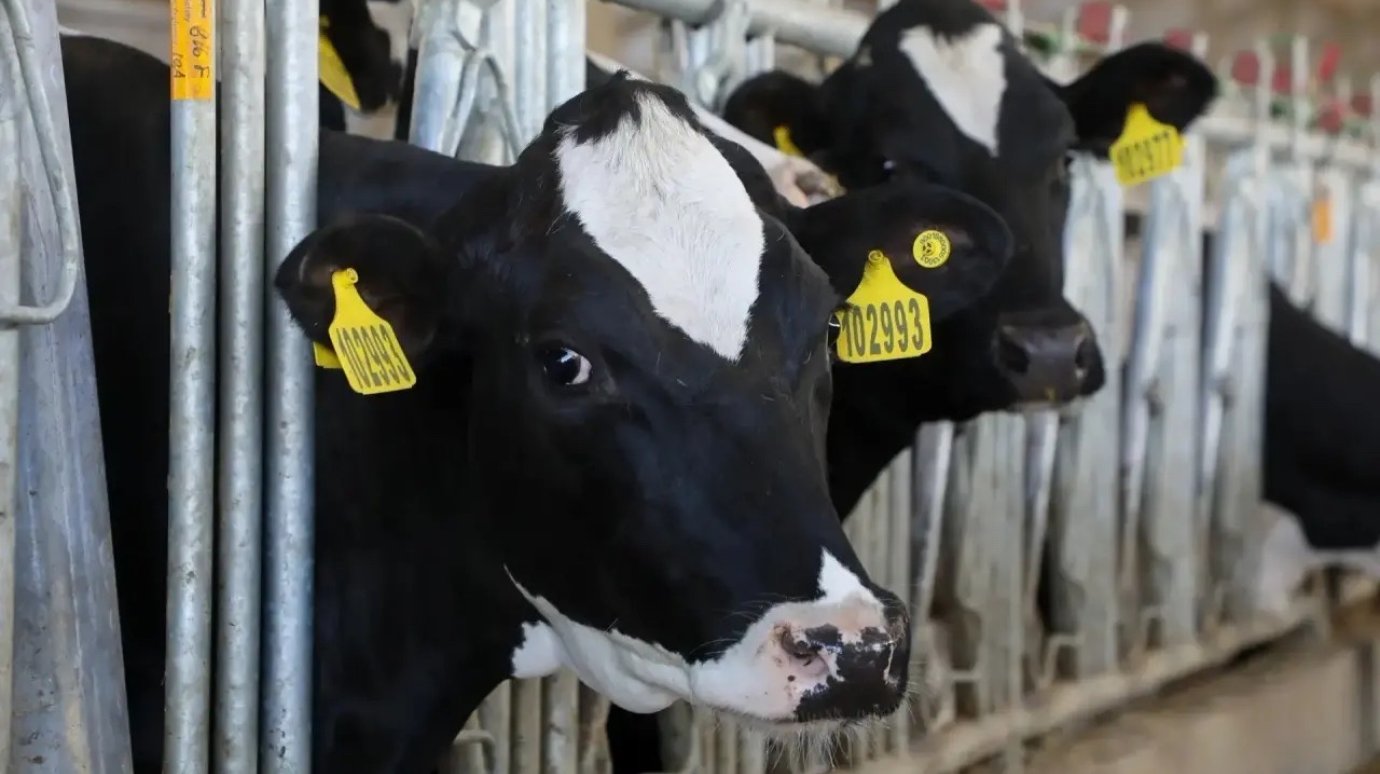 Экспорт сельхозпродукции Пензенской области превысил план