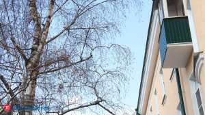 В Пензенской области сезон поллиноза начался раньше обычного