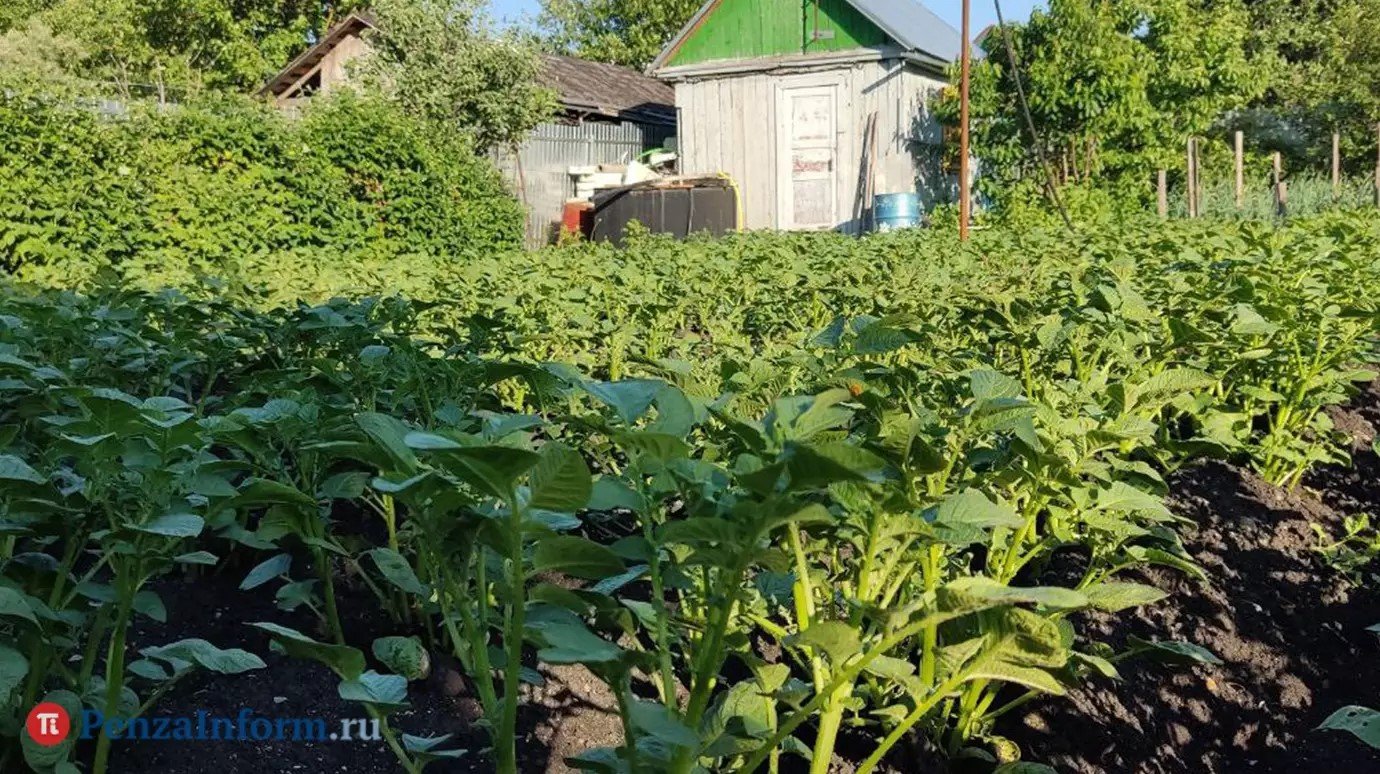 Дачников предупредили о частых причинах для штрафов