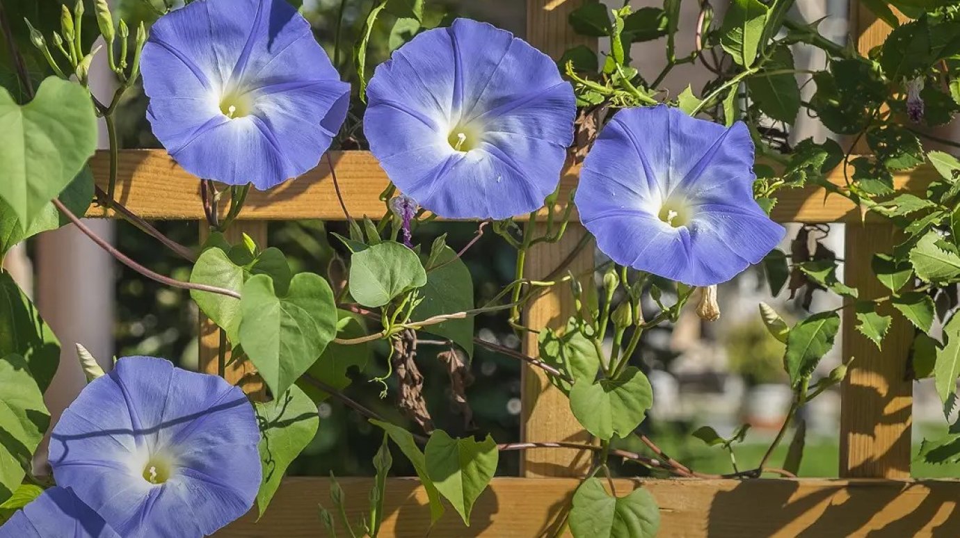 Как уничтожить ипомею на участке?