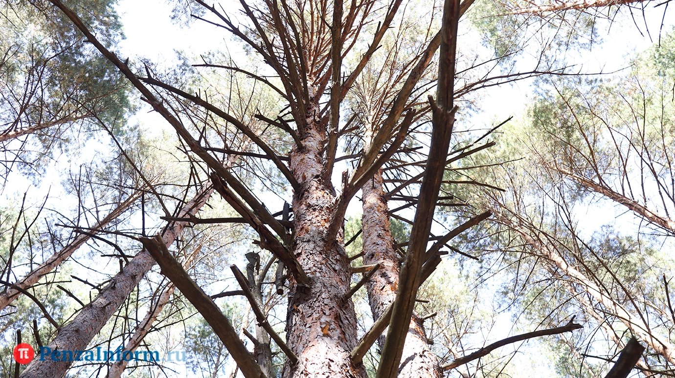 В пензенских лесах выросла численность зайцев и косуль