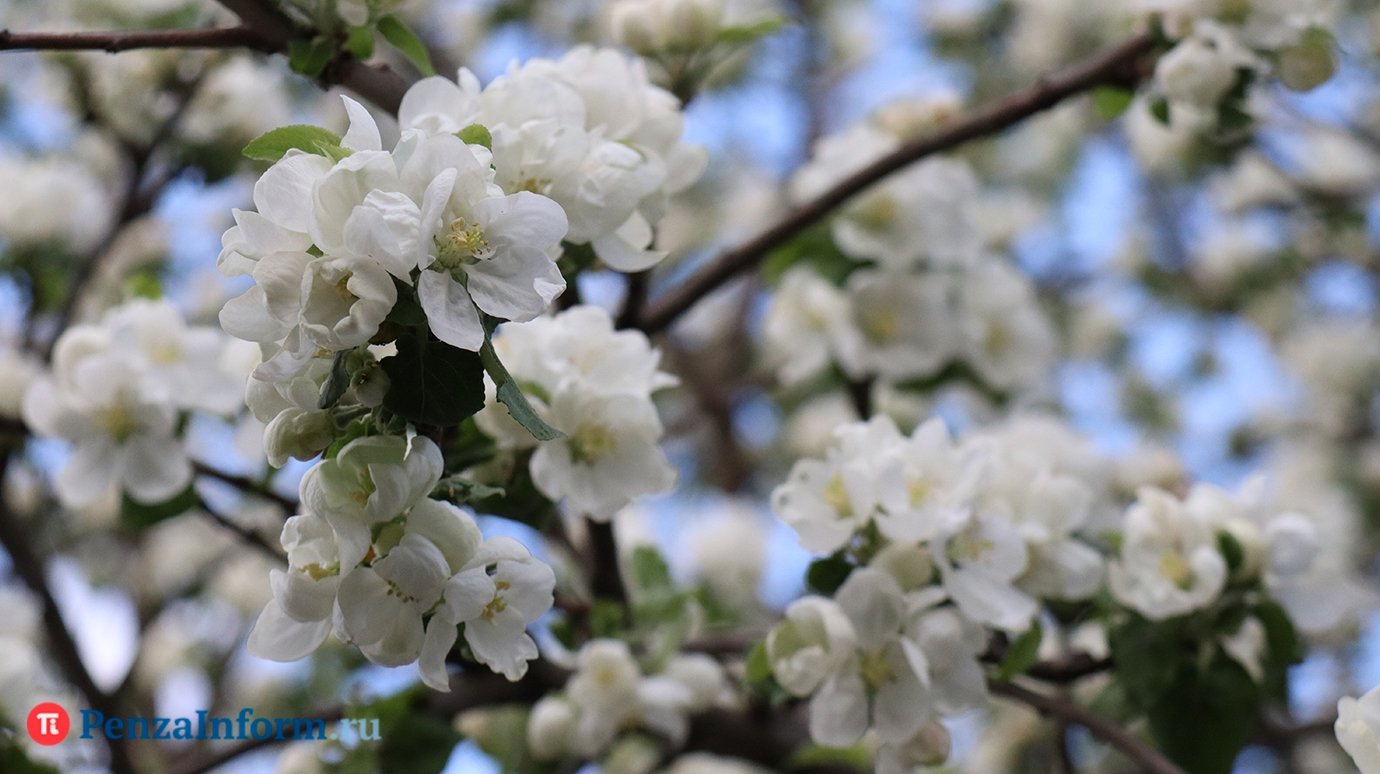 Весна: аллергикам приготовиться!