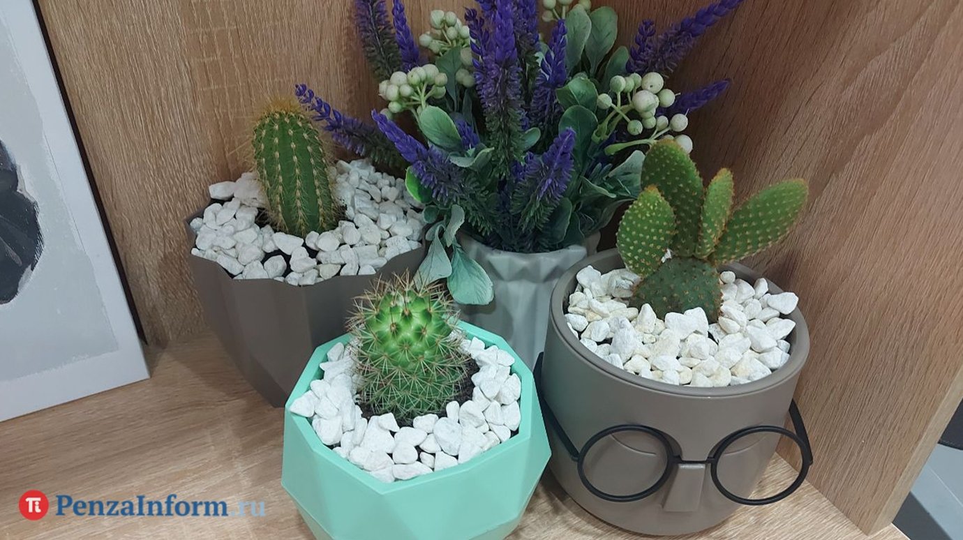 Россиян предупредили о вредящем комнатным растениям действии