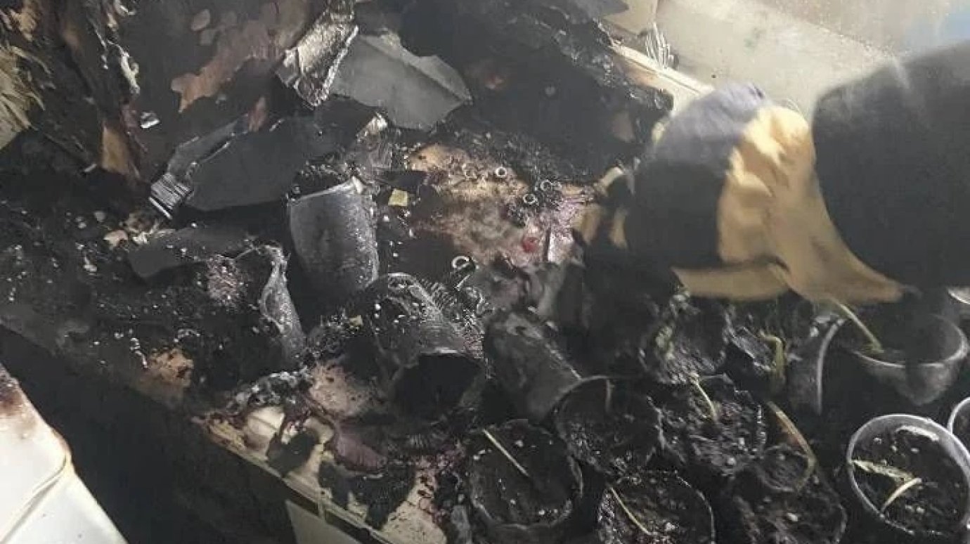 В Чемодановке выращивание рассады на подоконнике обернулось пожаром