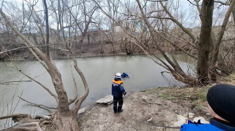 На ул. Фабричной собака запуталась в проволоке и повисла на дереве