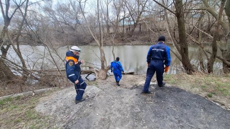 На ул. Фабричной собака запуталась в проволоке и повисла на дереве