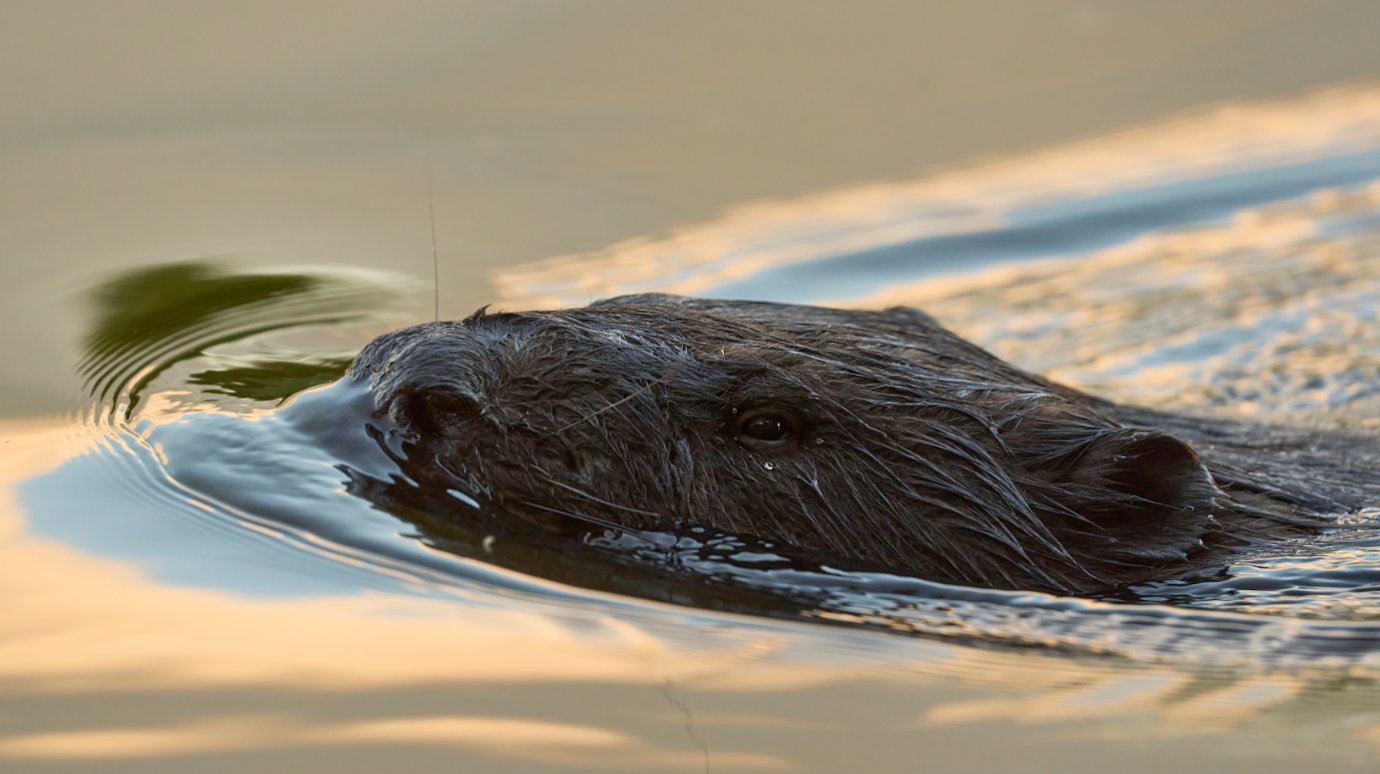 Пожелаем бобрам добра!