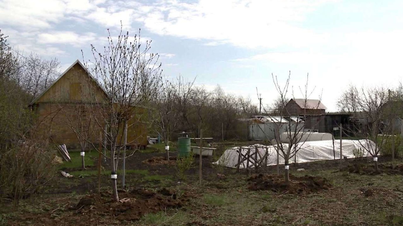 Зачем обертывать деревья на даче поясом из синтепона?