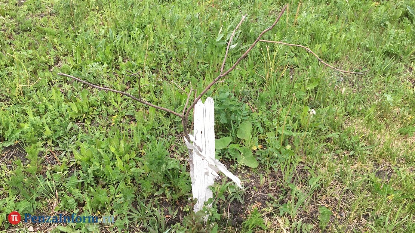 Россиян могут перестать штрафовать за озеленение дворов