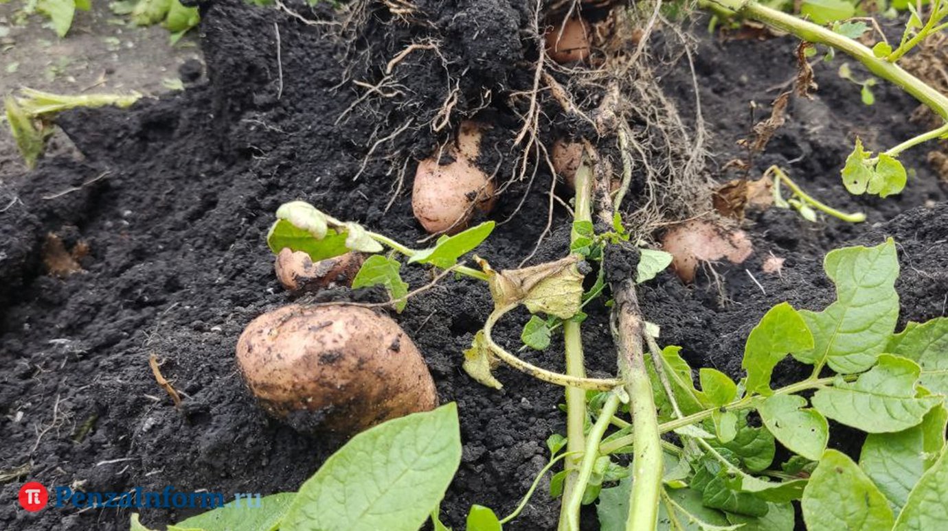 Всему голова! Агроном Арефьев раскрыл, как выбрать семенную картошку