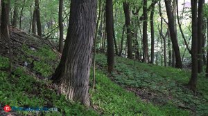 Клещи-бегуны подбираются все ближе