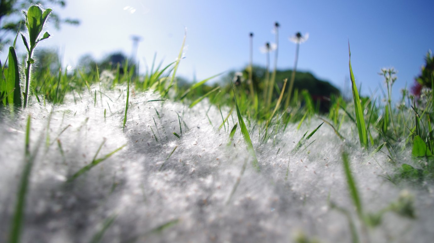 Перечислены различия симптомов при ОРВИ и аллергии