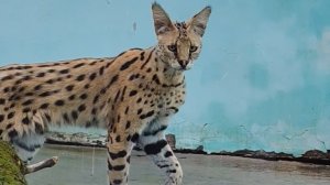 В Пензенский зоопарк привезли новых животных