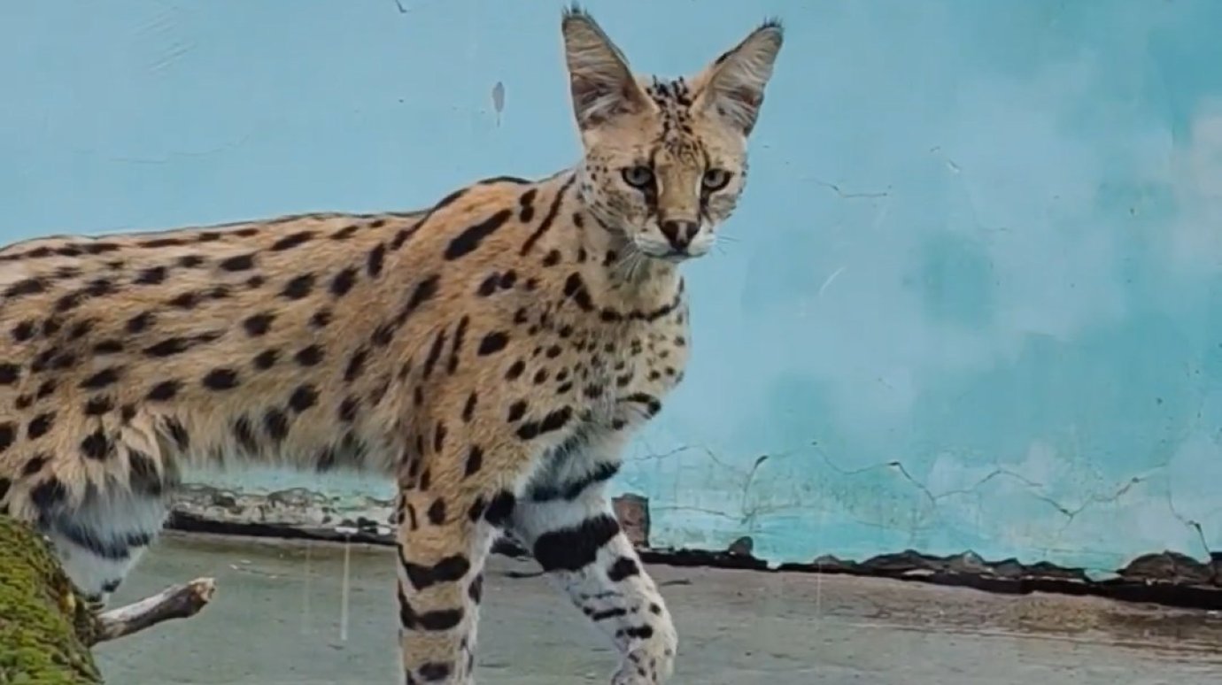 В Пензенский зоопарк привезли новых животных