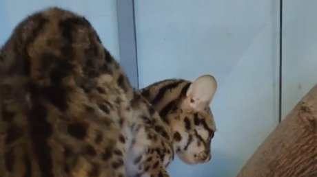 В Пензенский зоопарк привезли новых животных