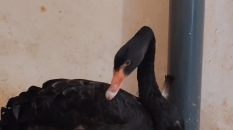 В Пензенский зоопарк привезли новых животных