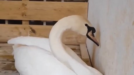 В Пензенский зоопарк привезли новых животных