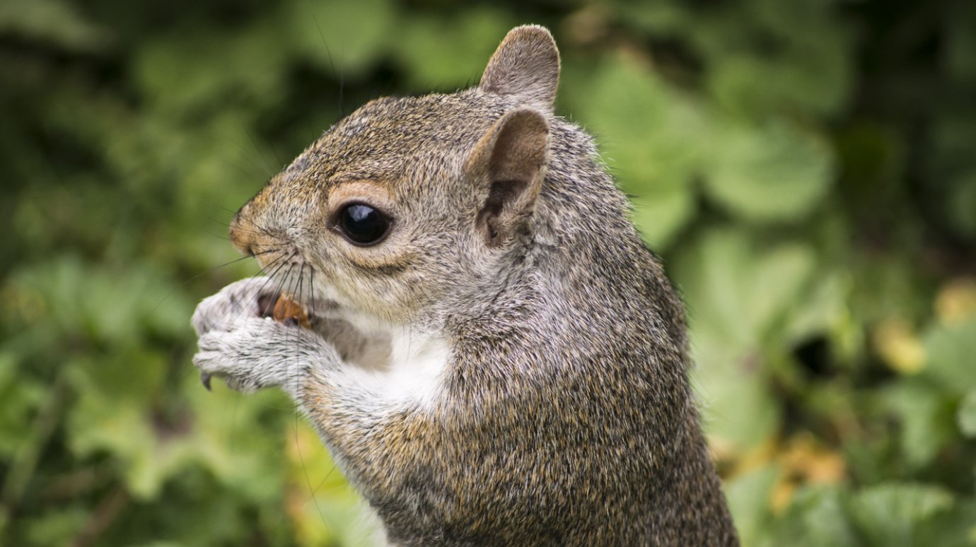 Похищение белки довело россиянина до уголовного дела