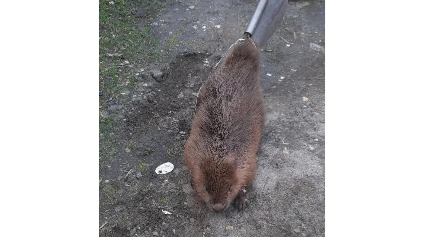 В Пензе спасли бобра, забравшегося в гараж