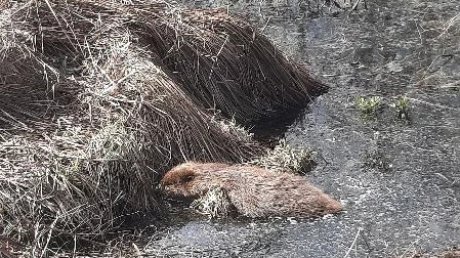 В Пензе спасли бобра, забравшегося в гараж