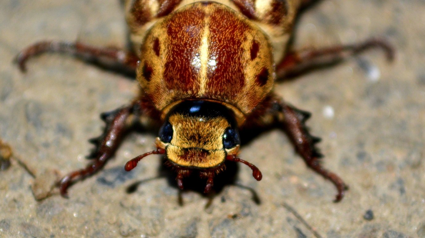 Россиянам раскрыли связь между тараканами и плохим самочувствием