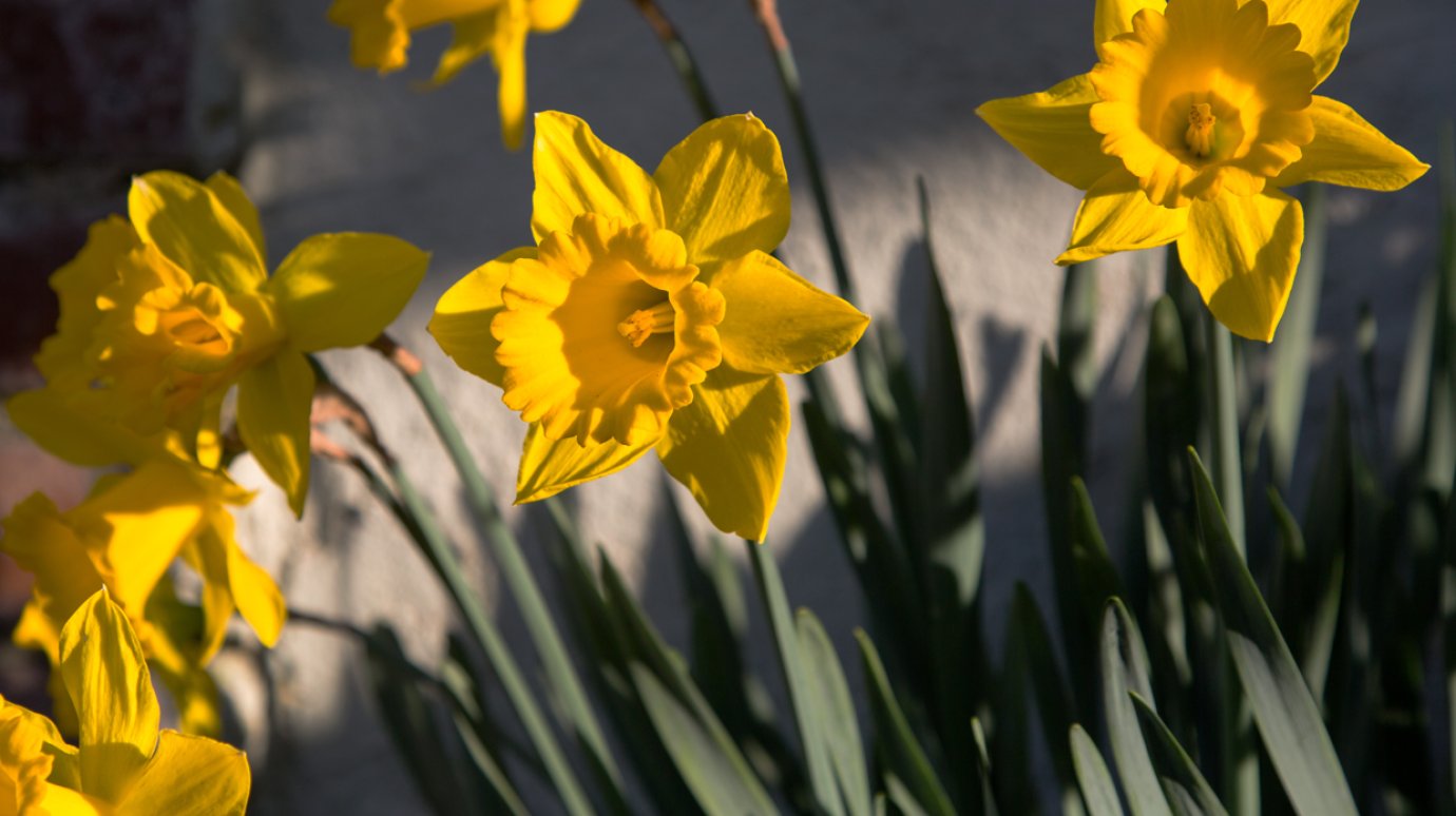 Владельцам питомцев назвали опасные растения