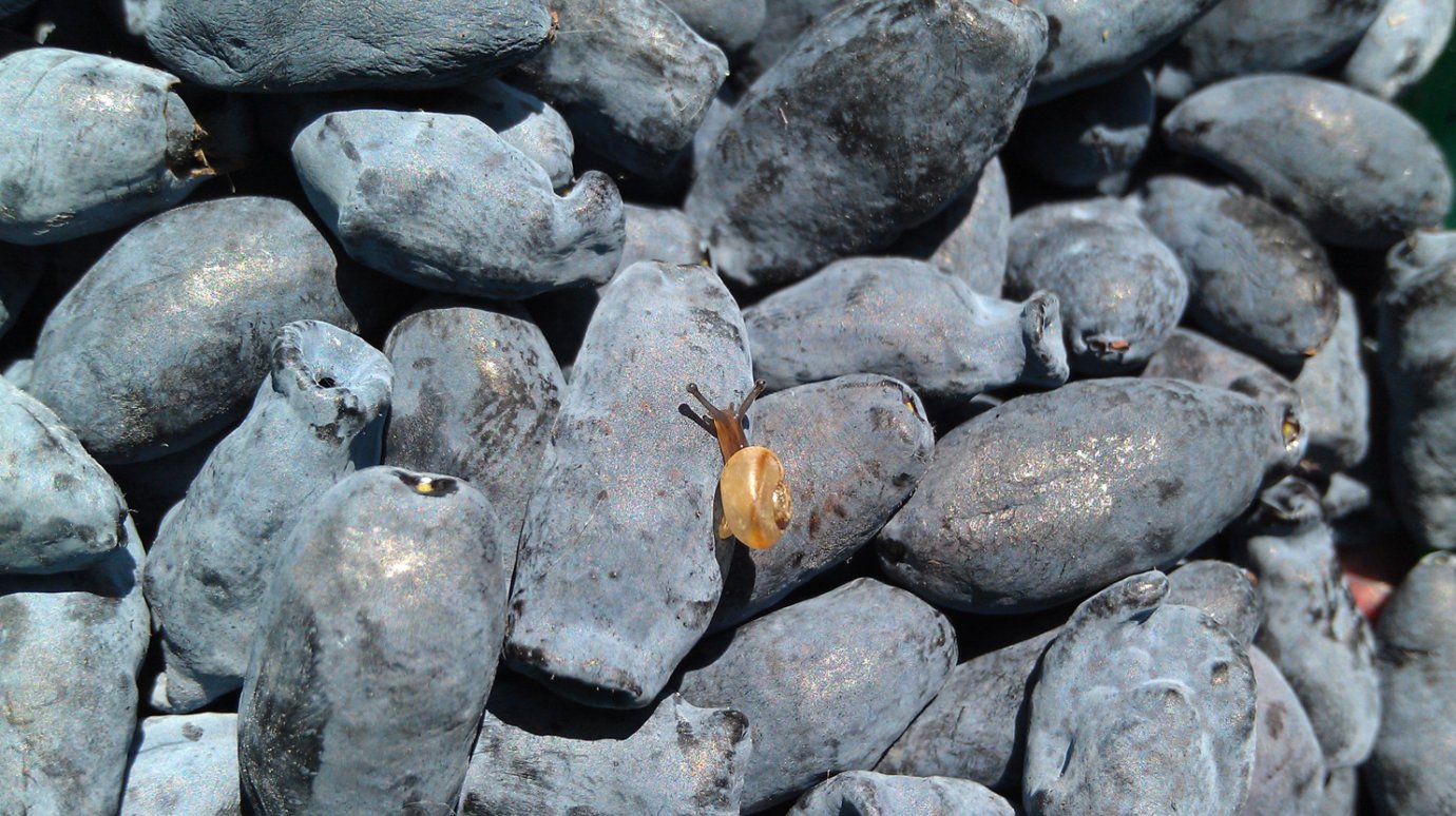 Россиянам назвали природную таблетку для омоложения