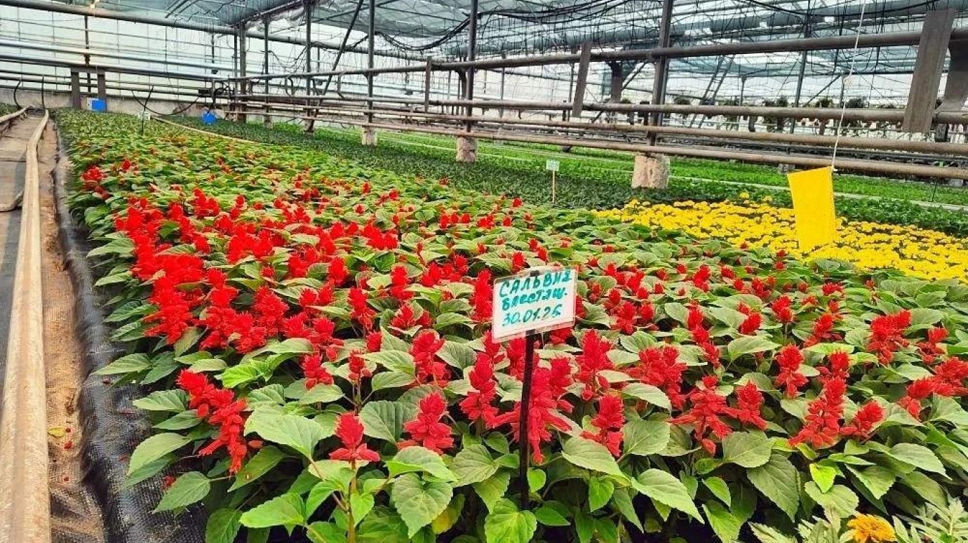 «Пензавтодор» показал цветы, которые высадят на клумбах