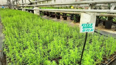 «Пензавтодор» показал цветы, которые высадят на клумбах