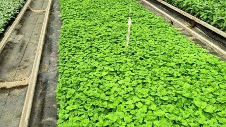 «Пензавтодор» показал цветы, которые высадят на клумбах