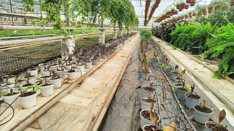 «Пензавтодор» показал цветы, которые высадят на клумбах