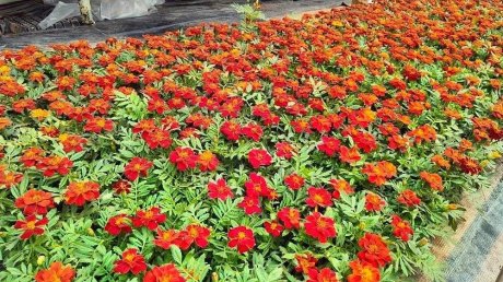 «Пензавтодор» показал цветы, которые высадят на клумбах