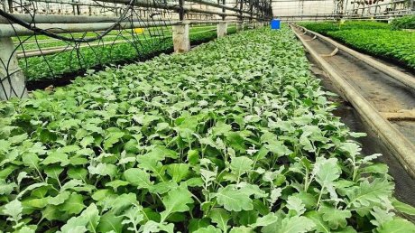 «Пензавтодор» показал цветы, которые высадят на клумбах