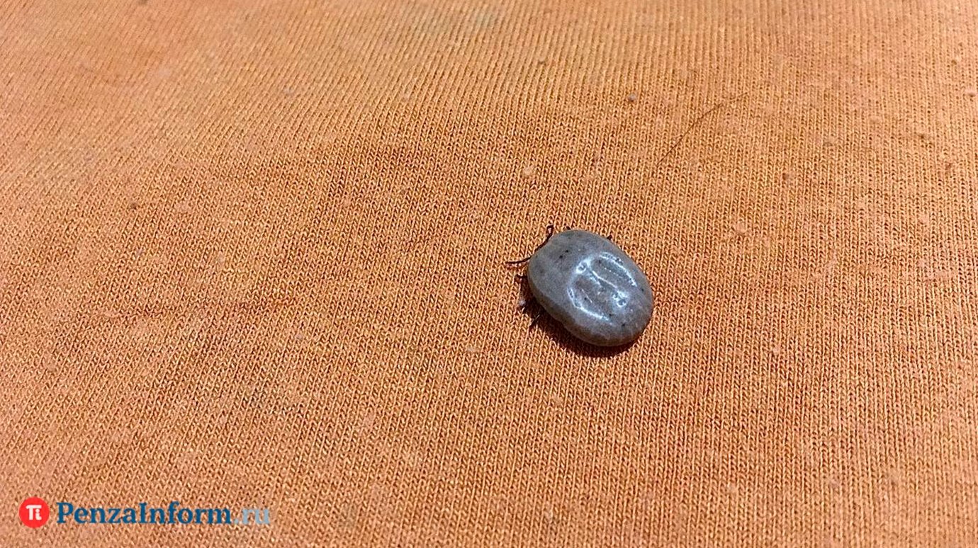 Россиянам перечислили самые опасные методы удаления клещей