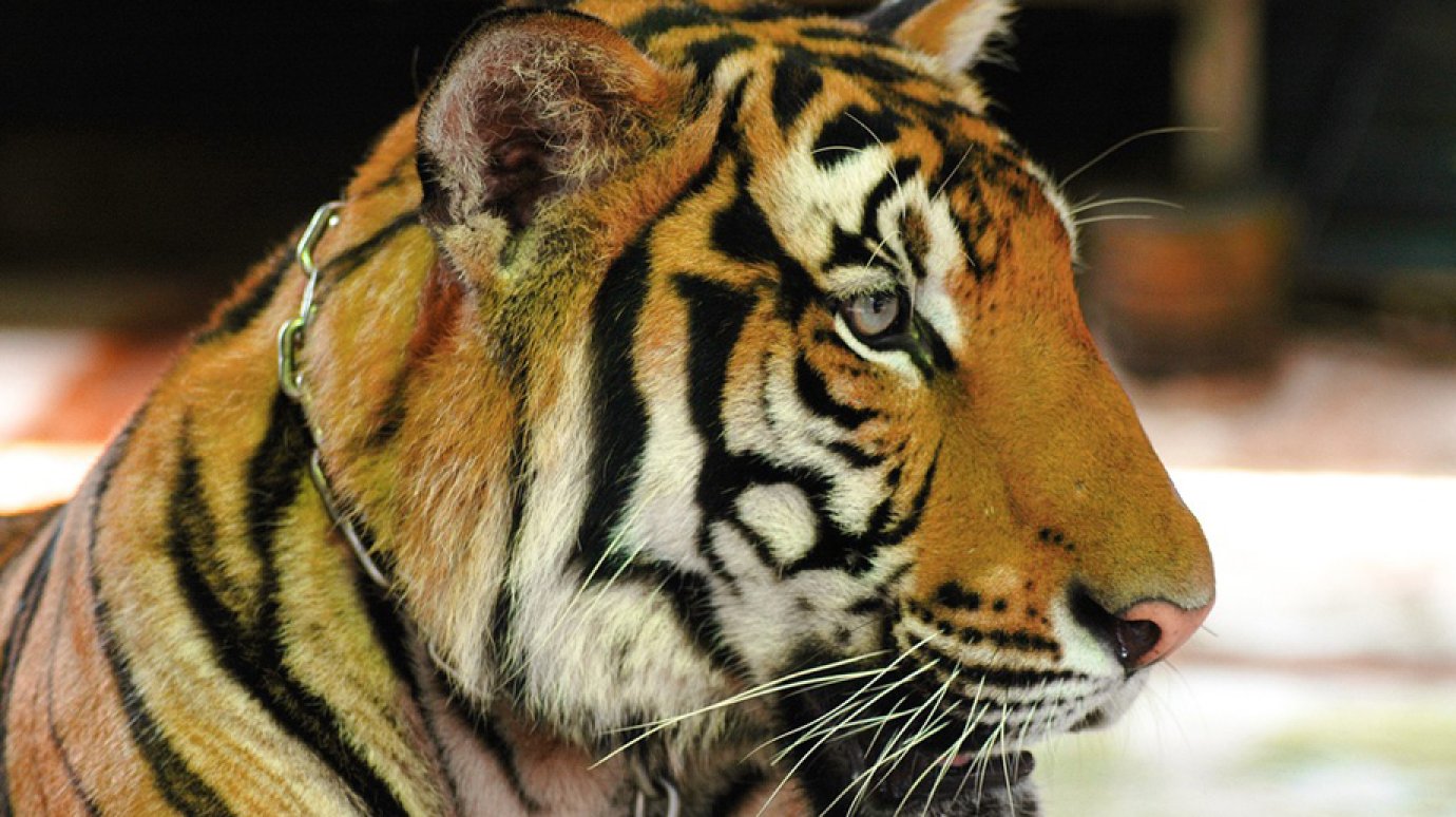 Прыжок тигра к зрителям в российском цирке попал под статью Уголовного кодекса