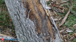 Не дорубили? Ясени и ели в Пензе продолжают заражаться и погибать