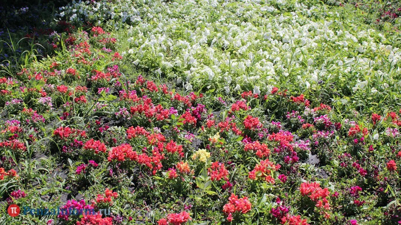 Благоустройство в Сердобске: можно выбрать 1 из 6 проектов