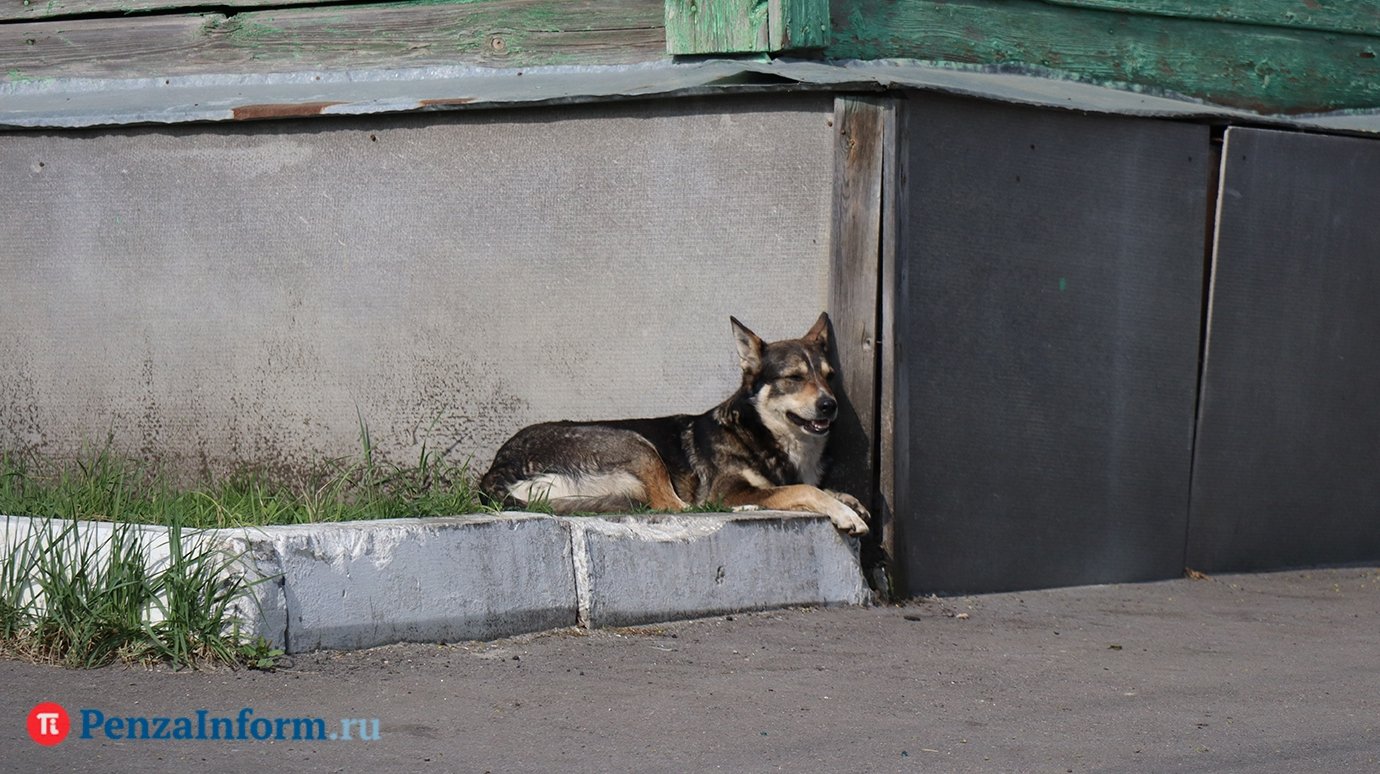 В СКР отреагировали на жалобы пензенцев об агрессивных собаках