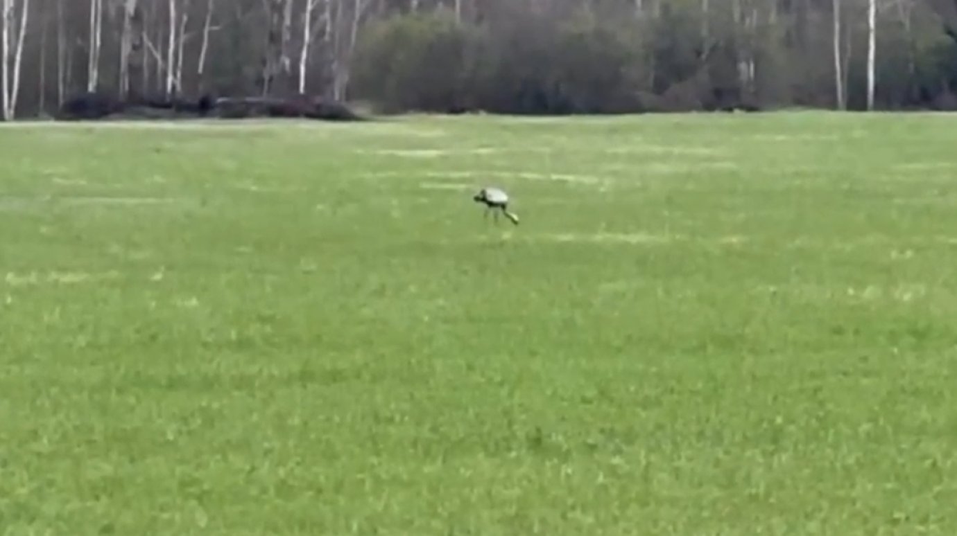 В Никольском районе заметили редкую краснокнижную птицу