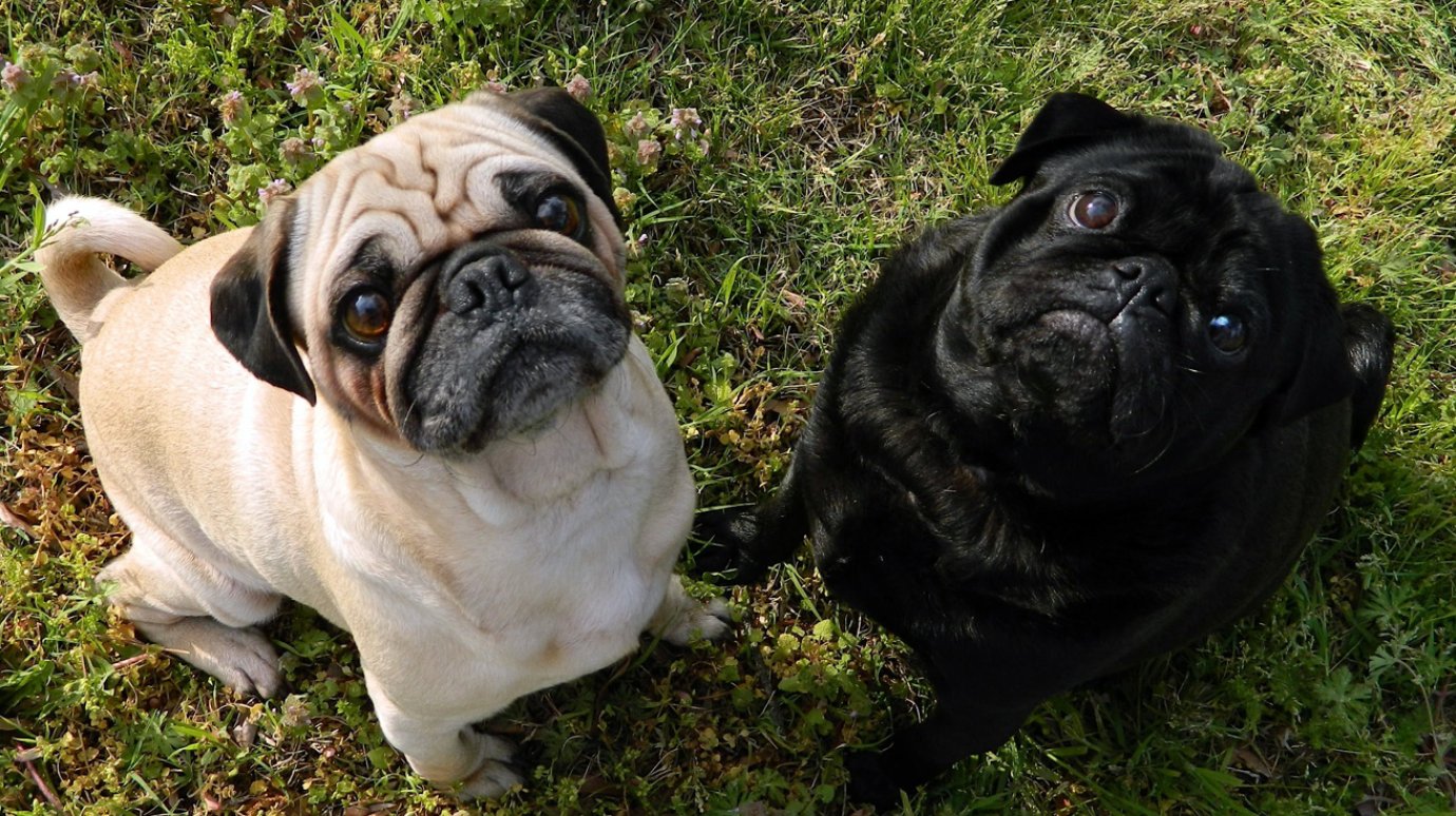 Бульдоги прекрасны!