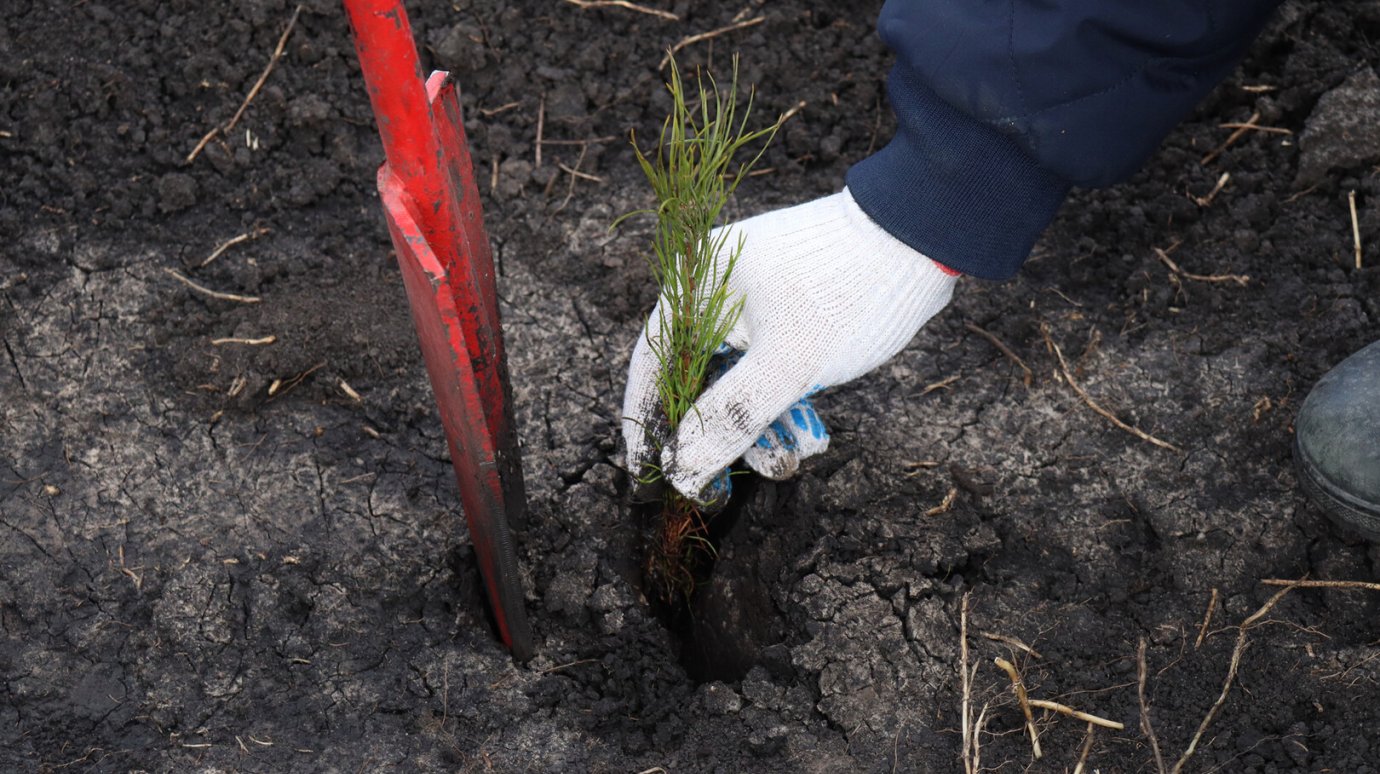 30 апреля в Пензенском районе высадят 4 000 сосен