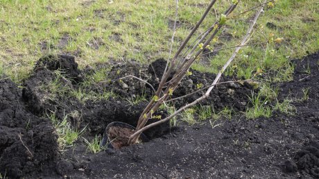 Губернатор посадил деревья на общегородском субботнике