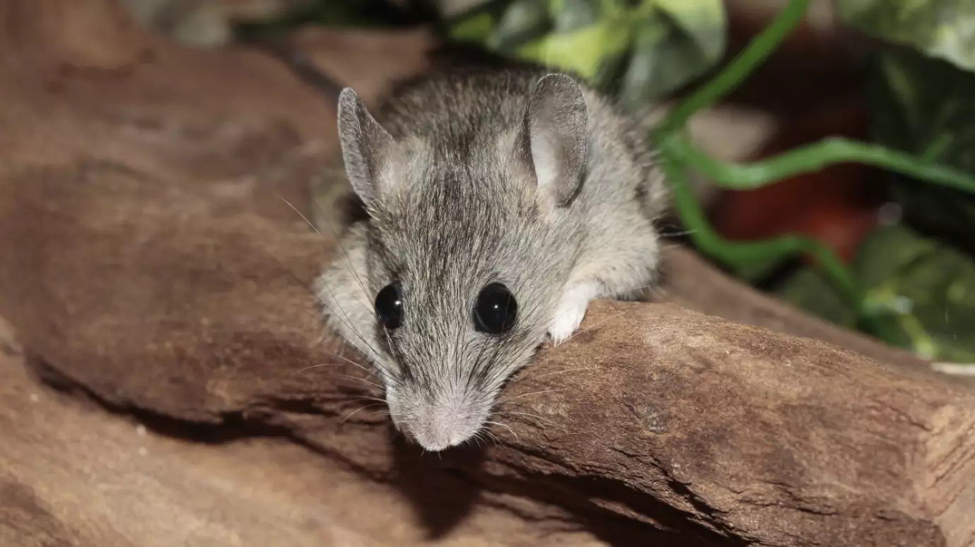 Дачников предупредили об угрозе заражения «мышиной болезнью»